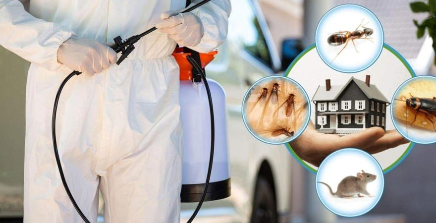 Kepsut Böcek İlaçlama