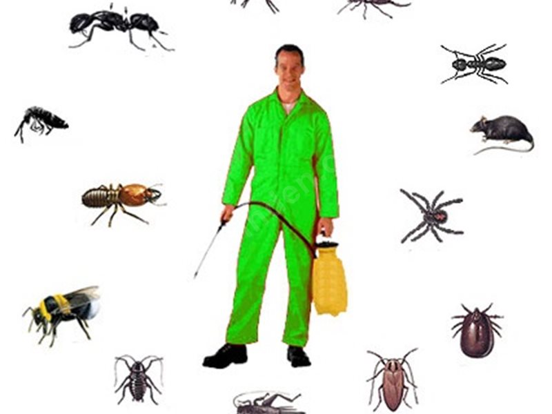 Kepsut Böcek İlaçlama